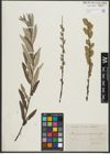 Foto von Salix repens L. x Salix viminalis L.